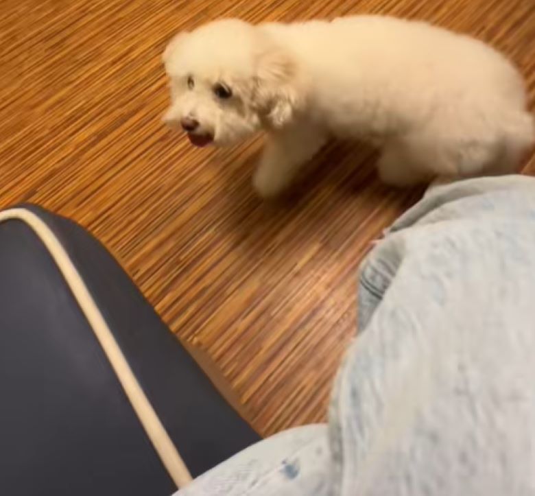 white dog in house