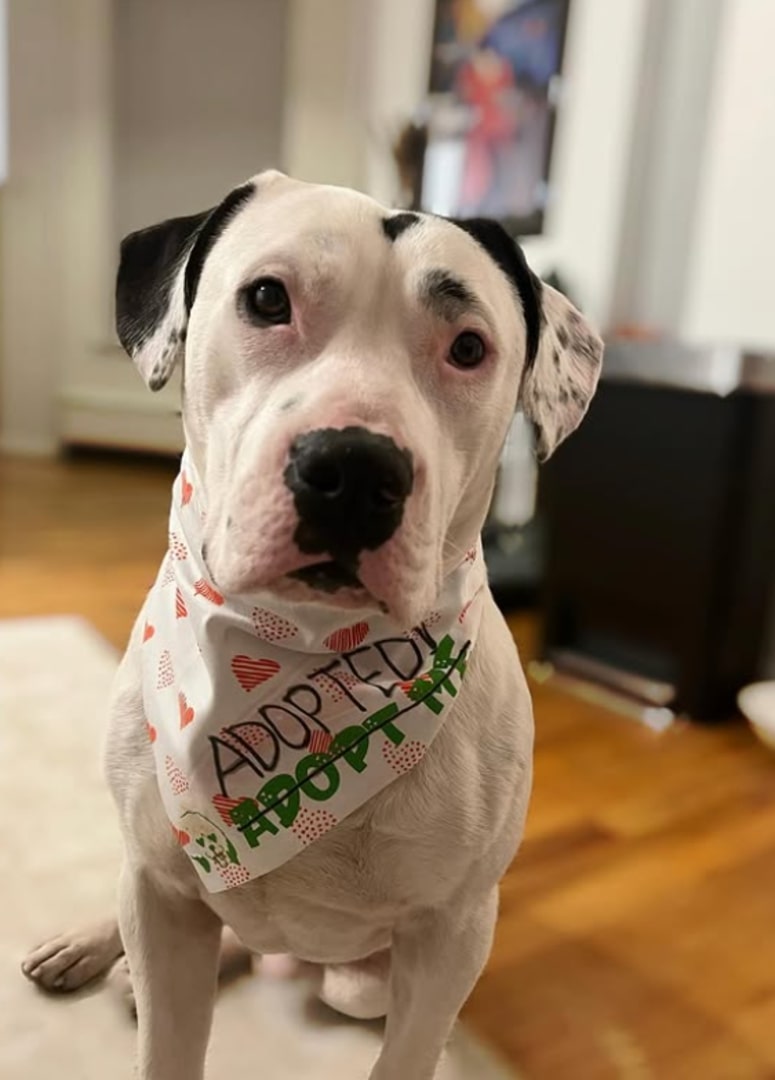 white dog in house