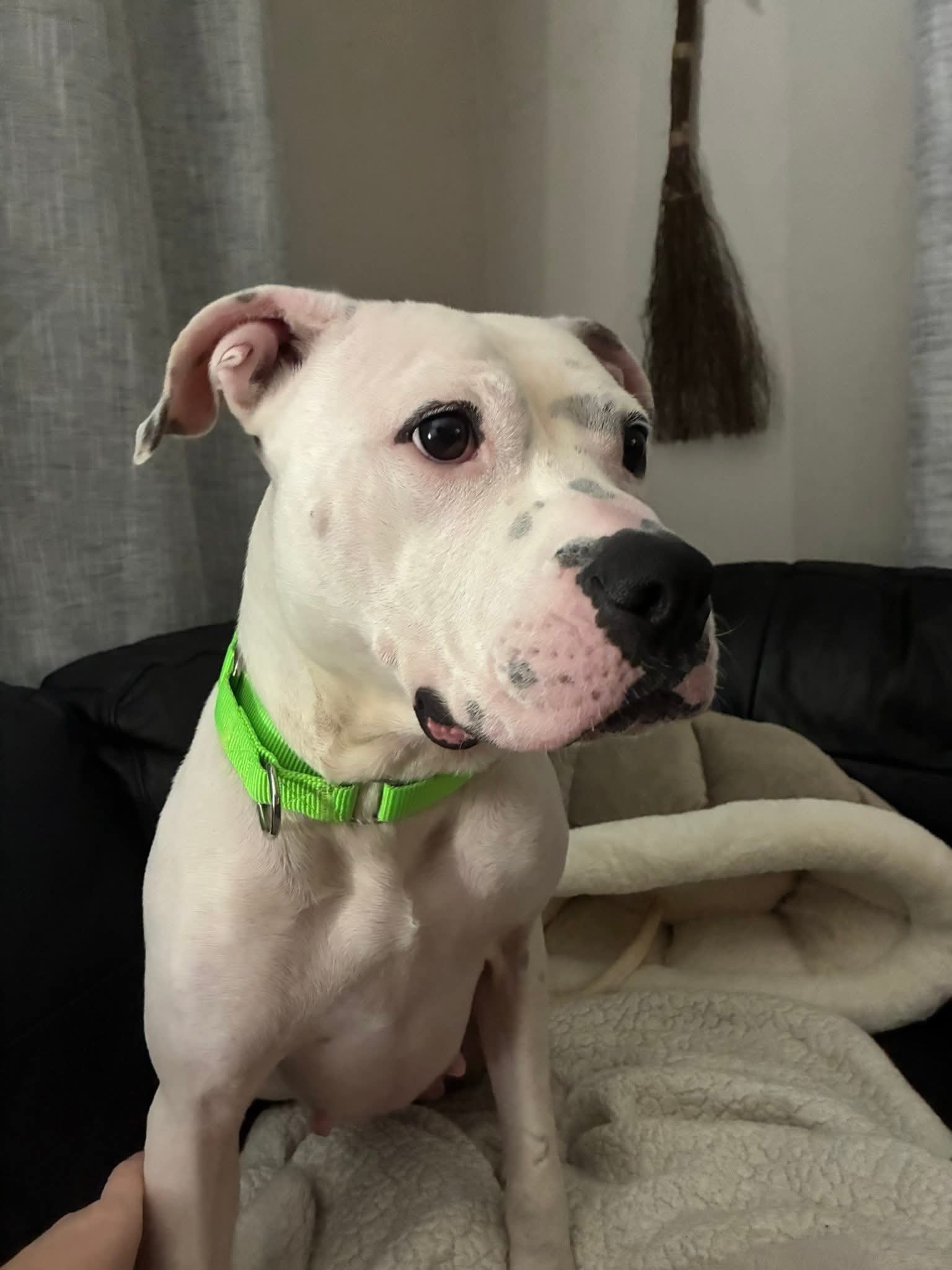 white dog in house