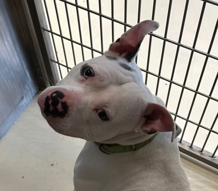 white dog in kennel