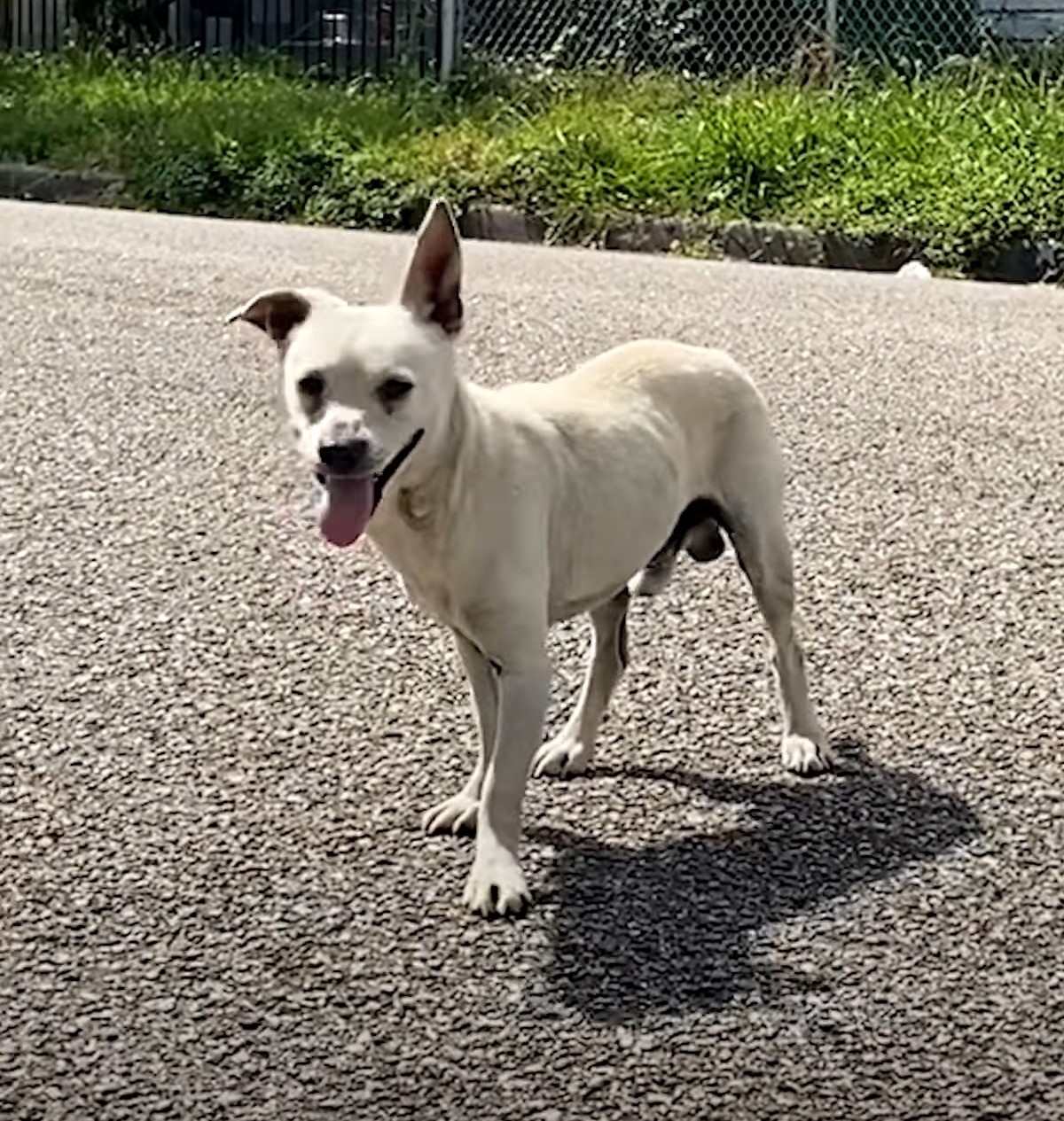 white dog in road
