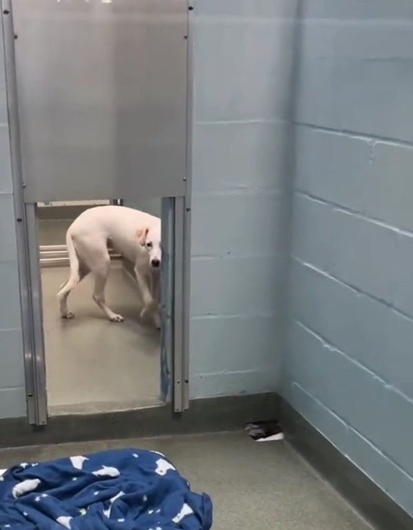 white dog in shelter