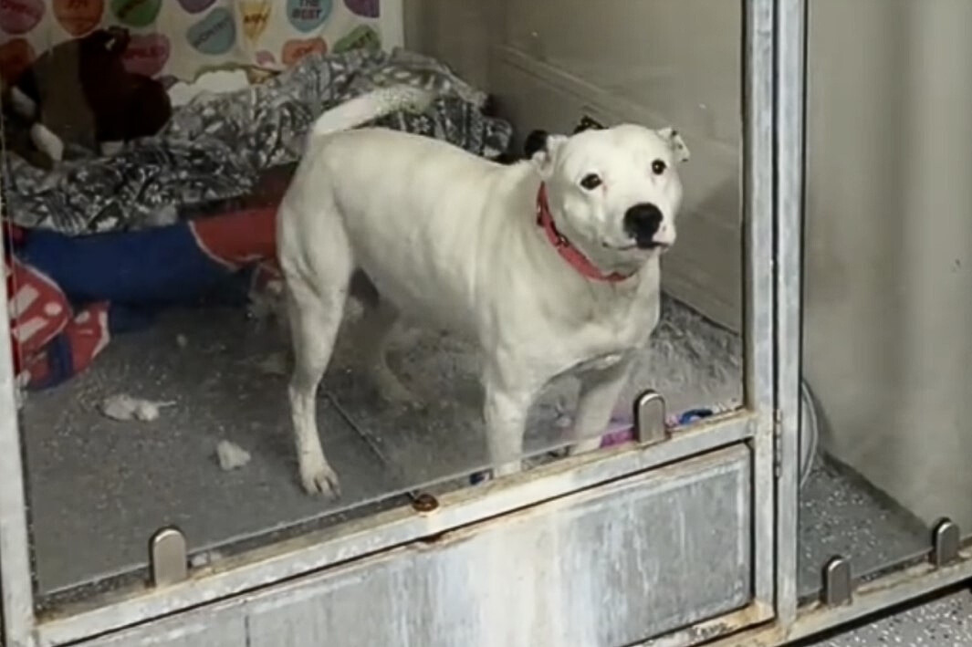 white dog in shelter