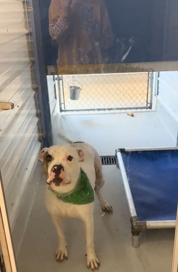 white dog in shelter