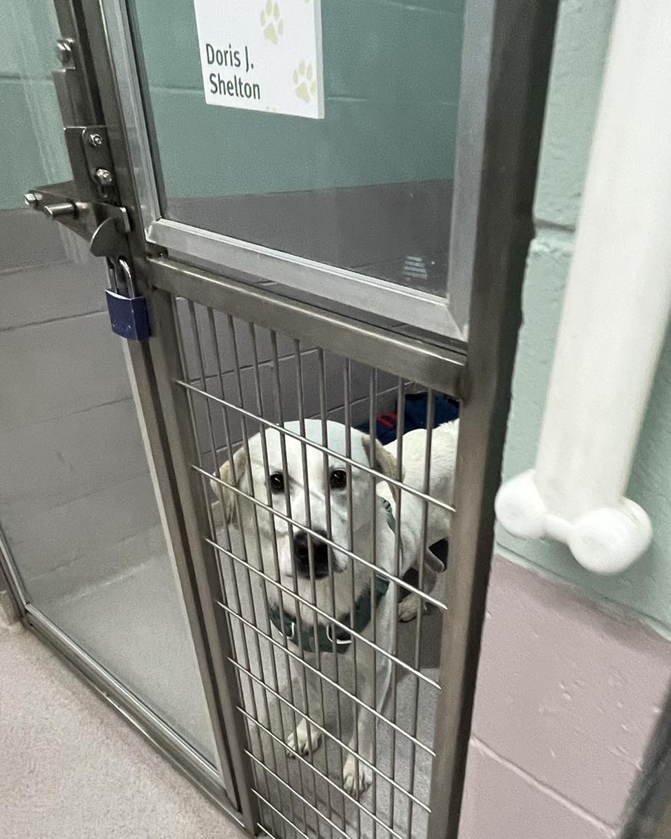 white dog in the shelter