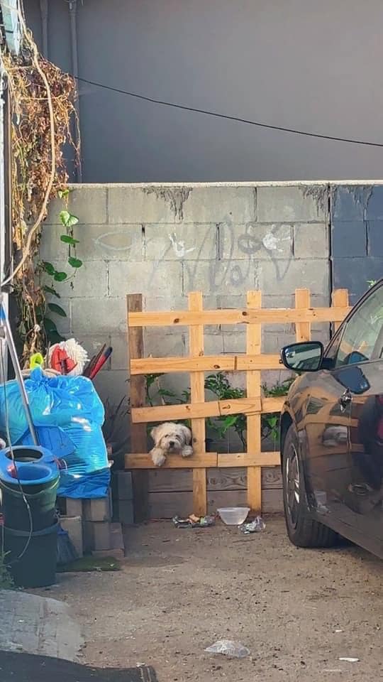 white dog in yard