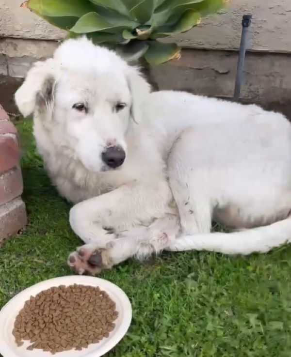 white dog laying down