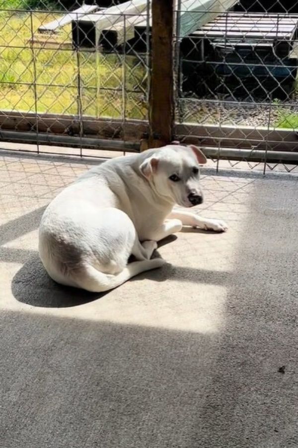 white dog laying down