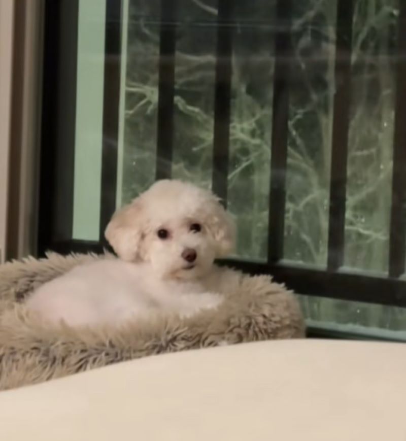 white dog laying down