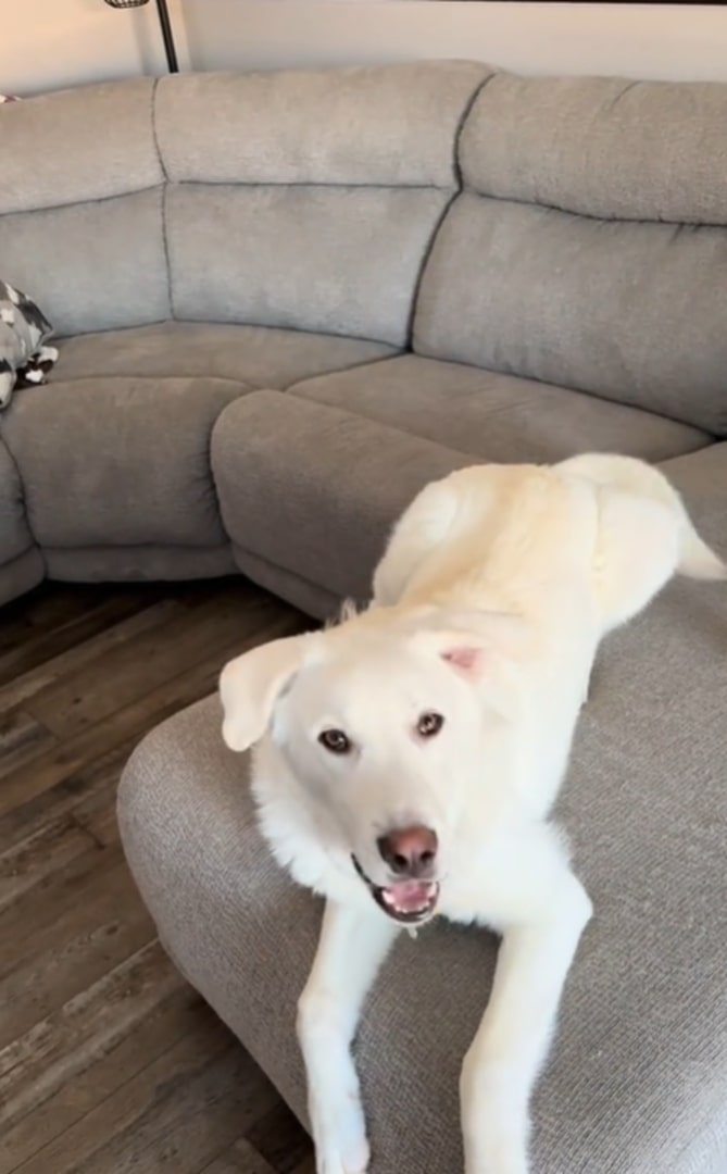 white dog laying on couch
