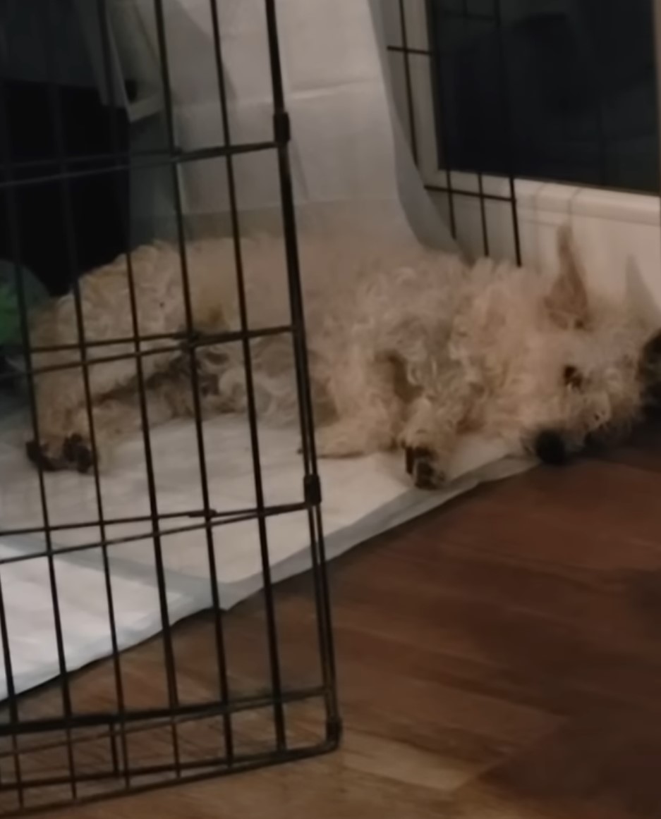 white dog laying on the floor