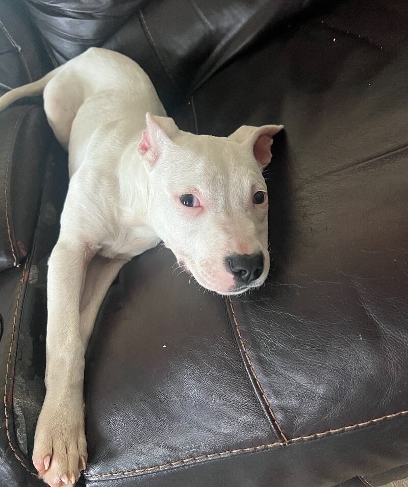 white dog on a bed