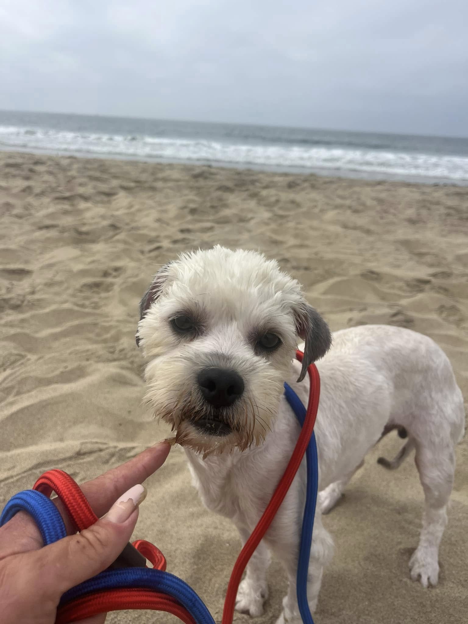 white dog on beach