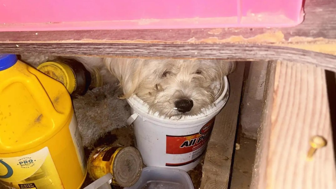 white dog on bucket