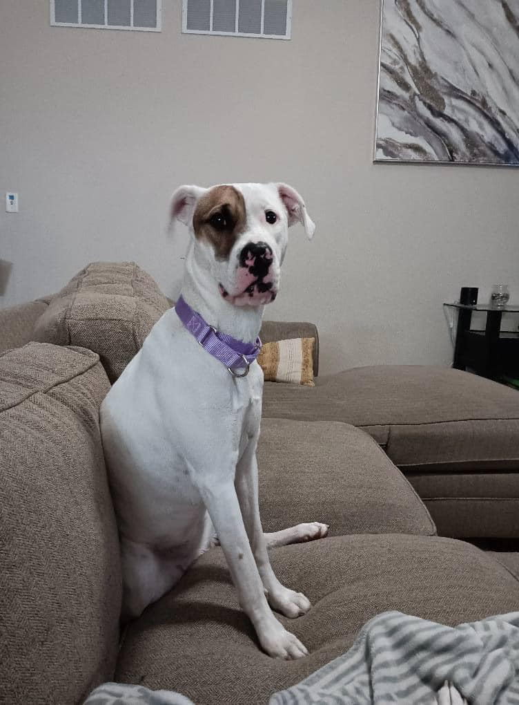white dog on couch