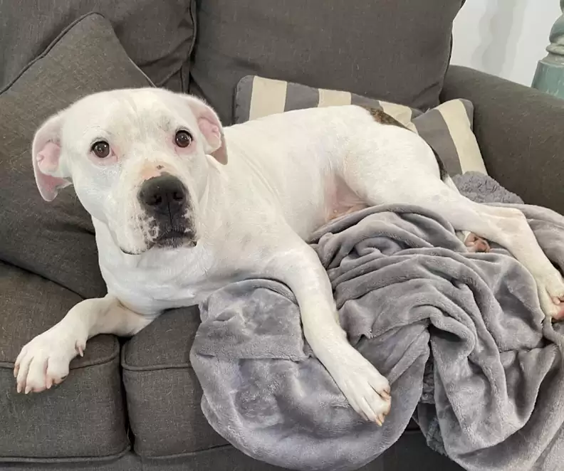 white dog on couch