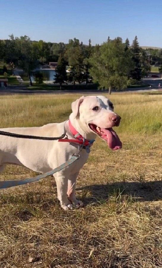 white dog on field