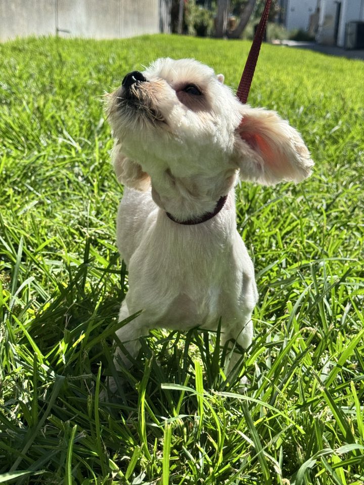 white dog on grass