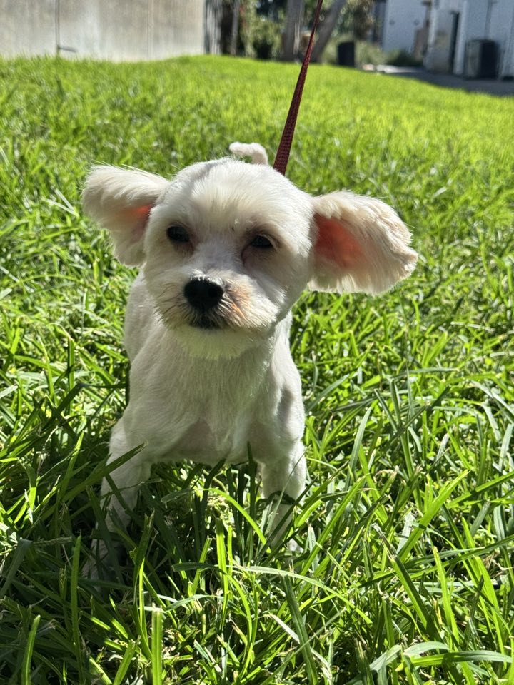 white dog on leash