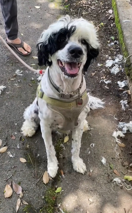 white dog on leash