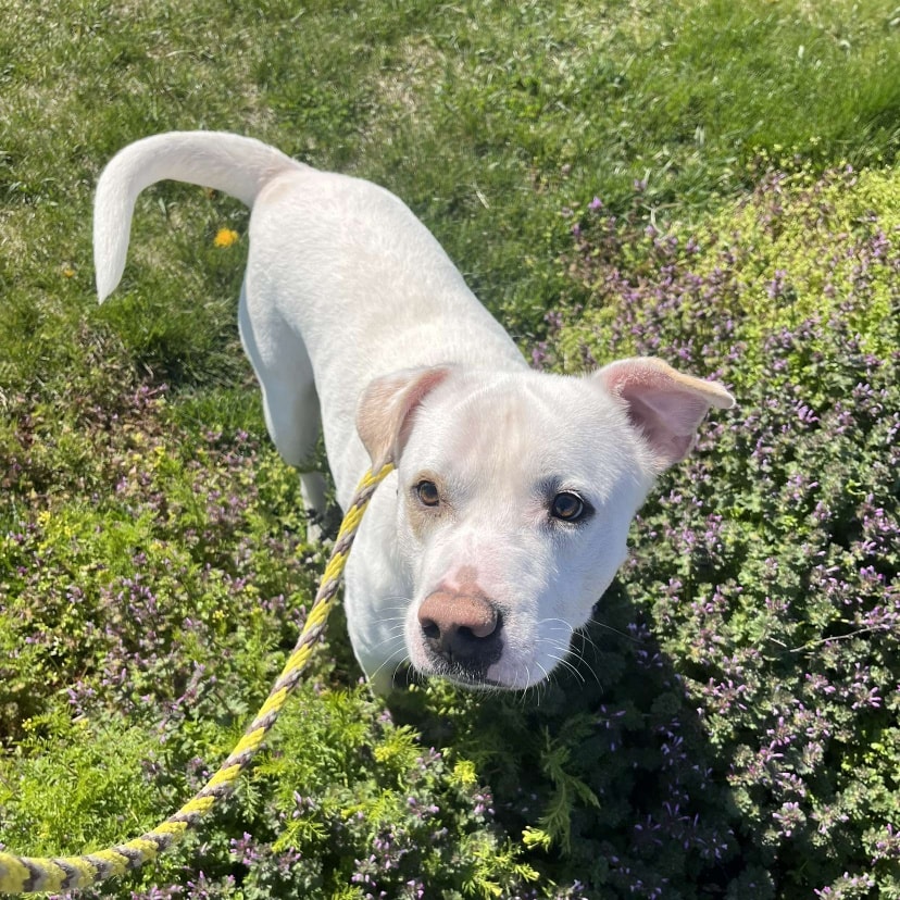 white dog on leash