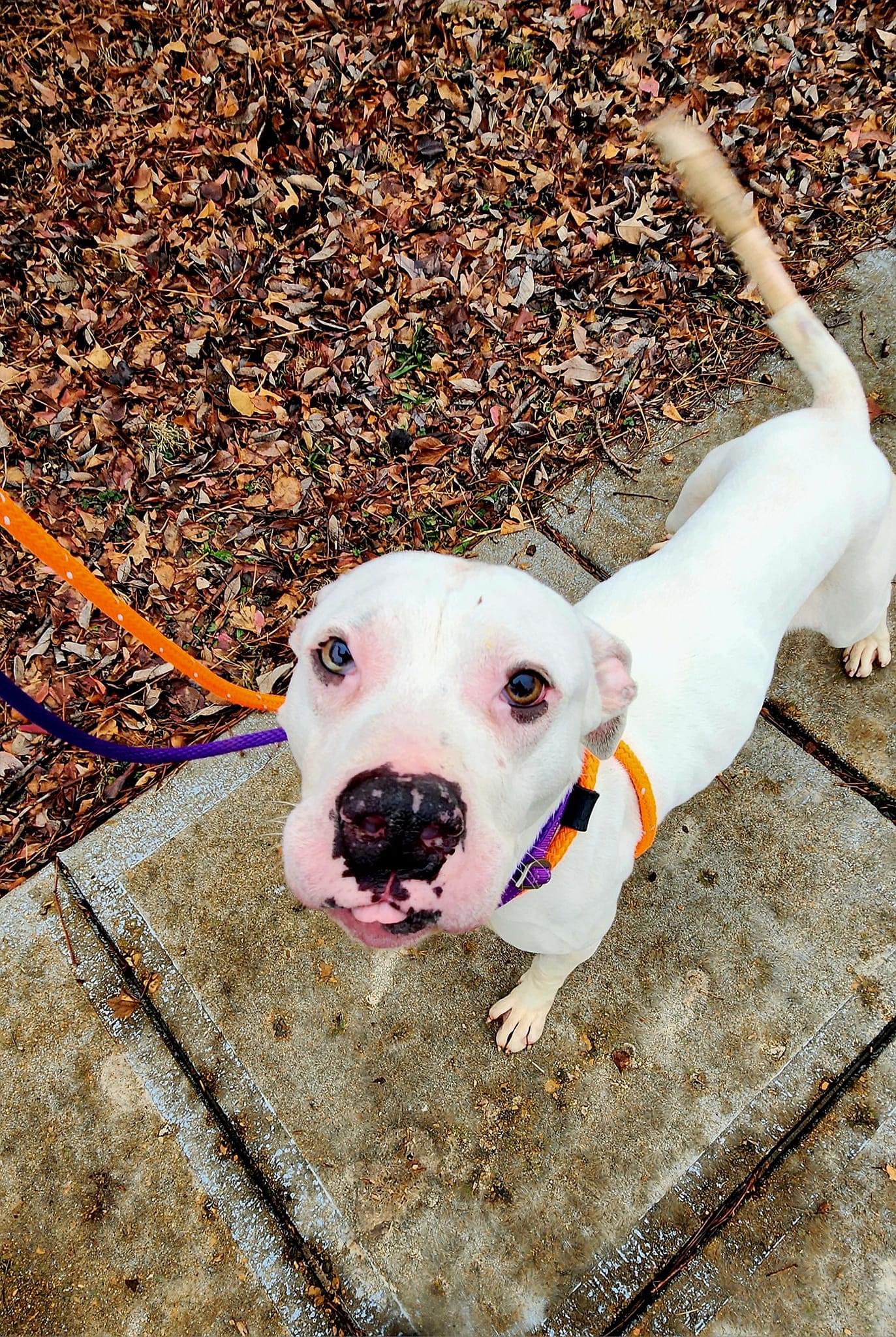 white dog on leash