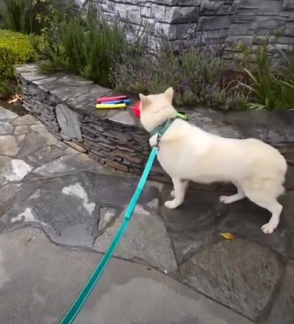 white dog on leash