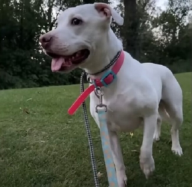 white dog on leash