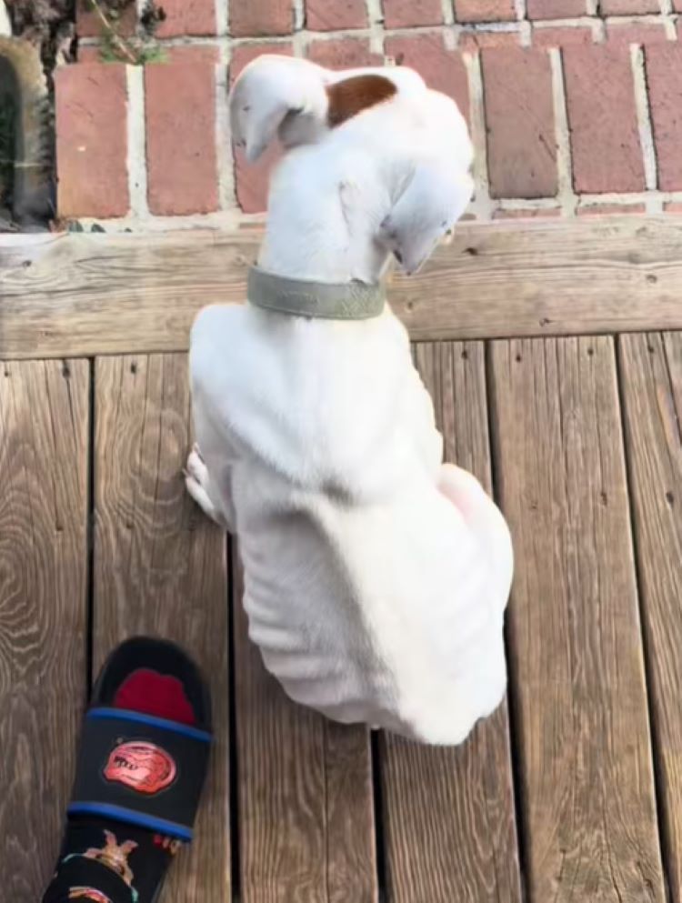 white dog on porch