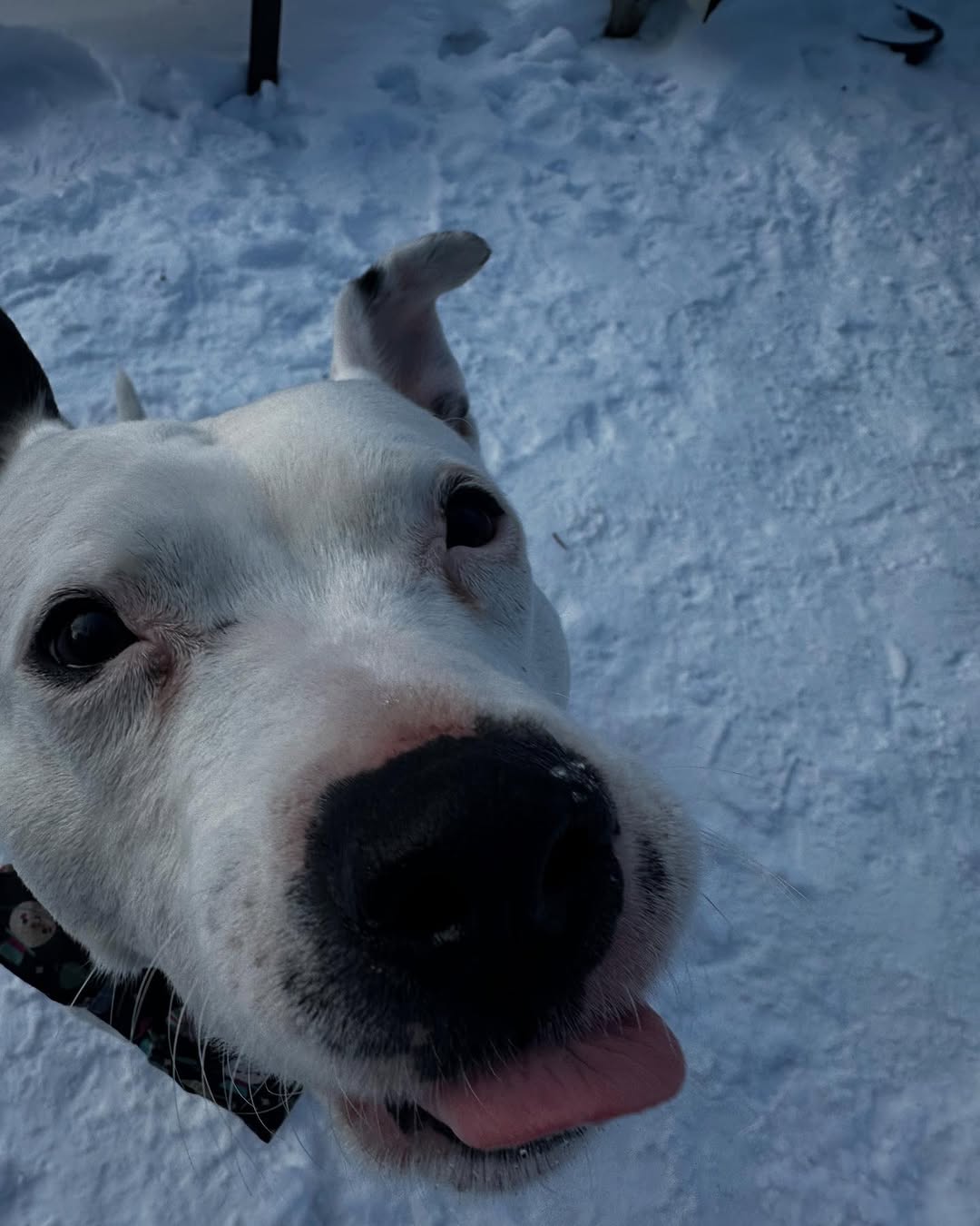 white dog on snow