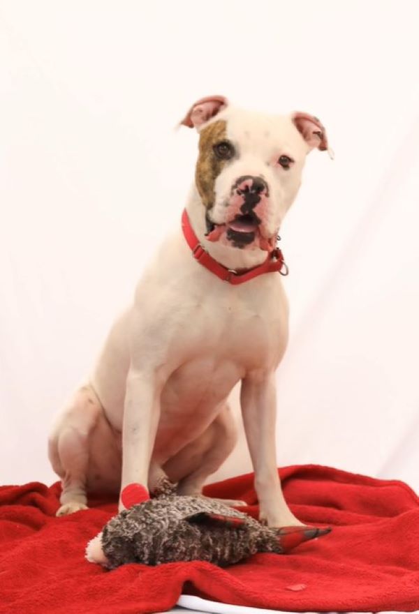 white dog posing for picture