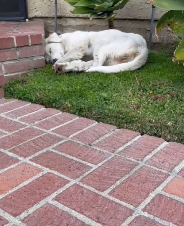 white dog sleeping