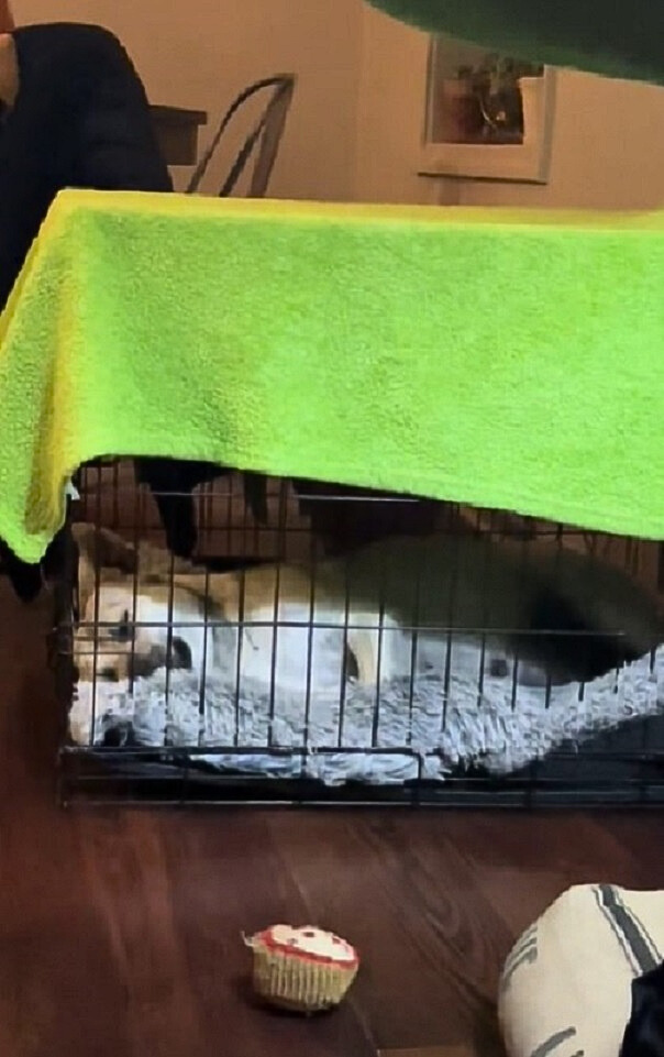 white dog sleeping in crate