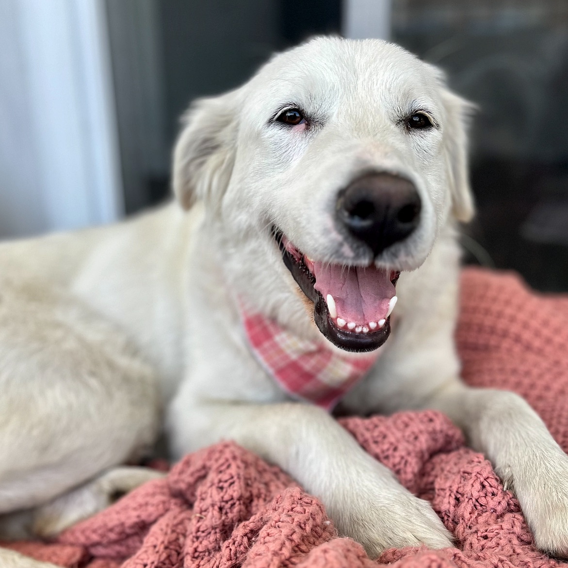 white dog smiling