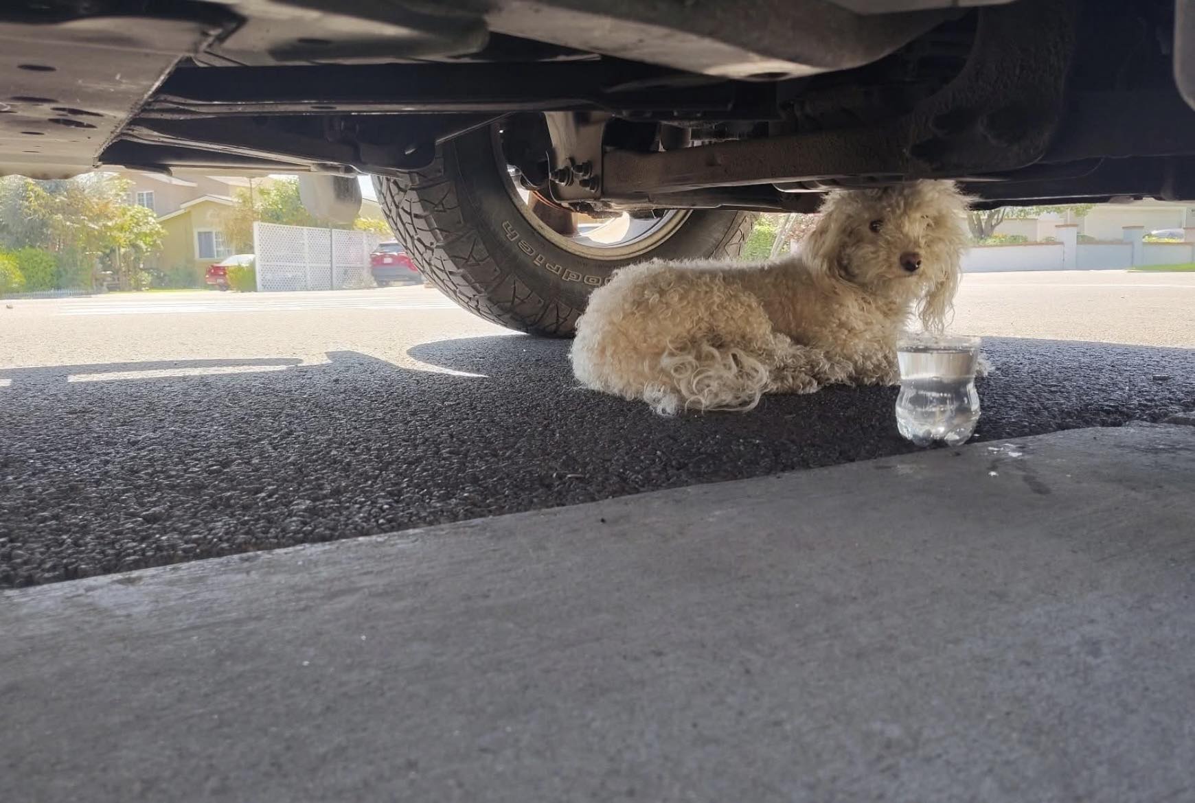 white dog under truck