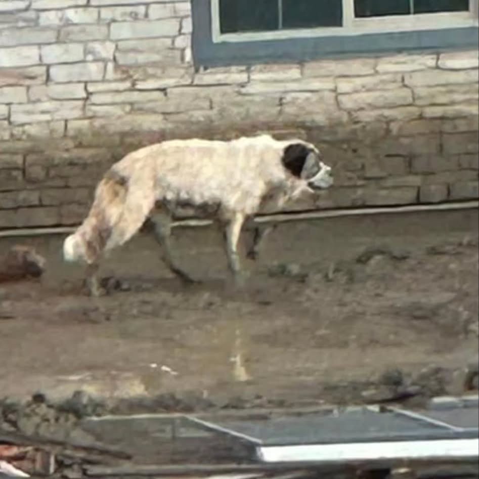 white dog walking around