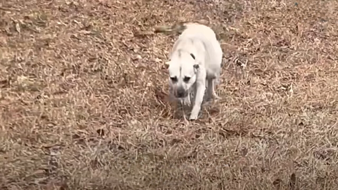 white dog walking on leaves