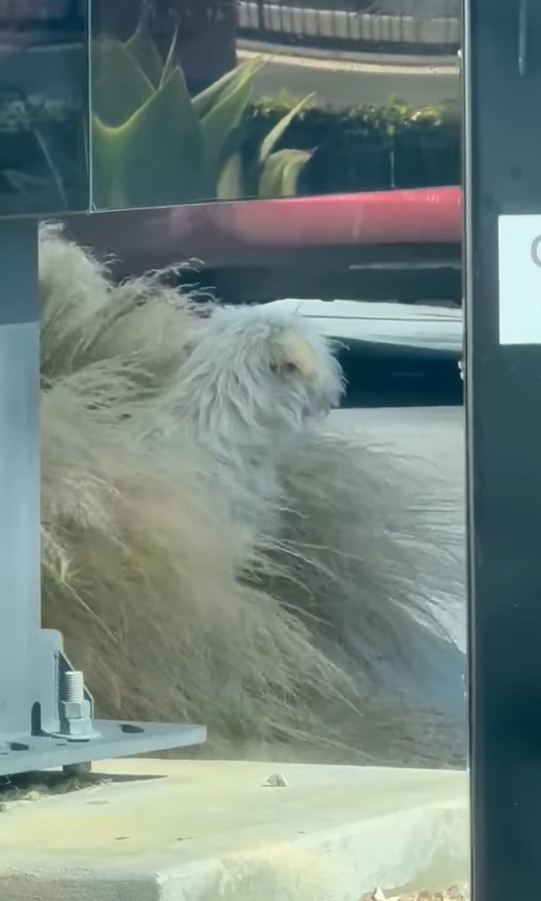 white dog