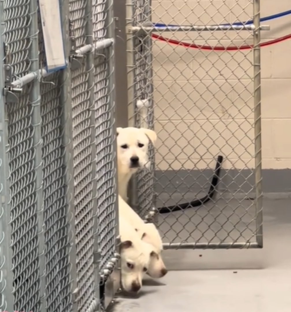 white dogs in shelter