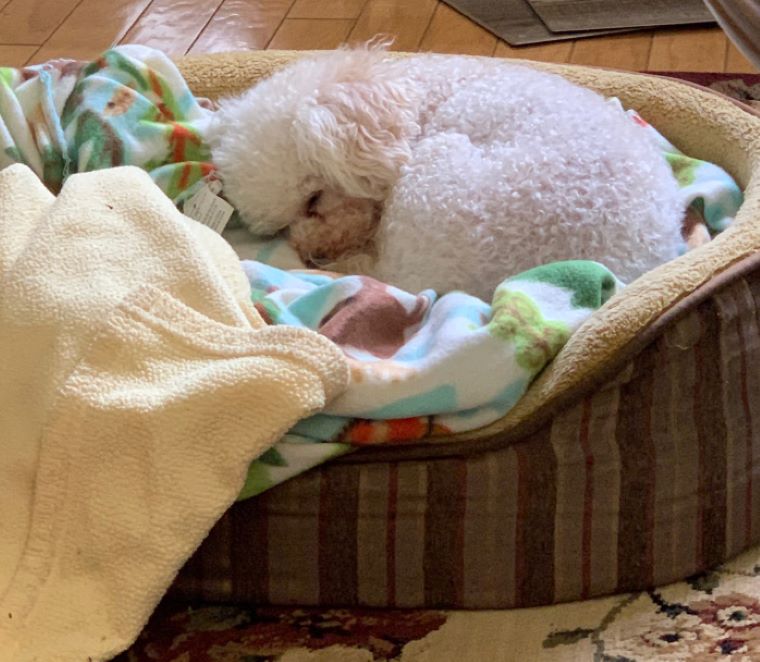 white fluffy dog sleeping