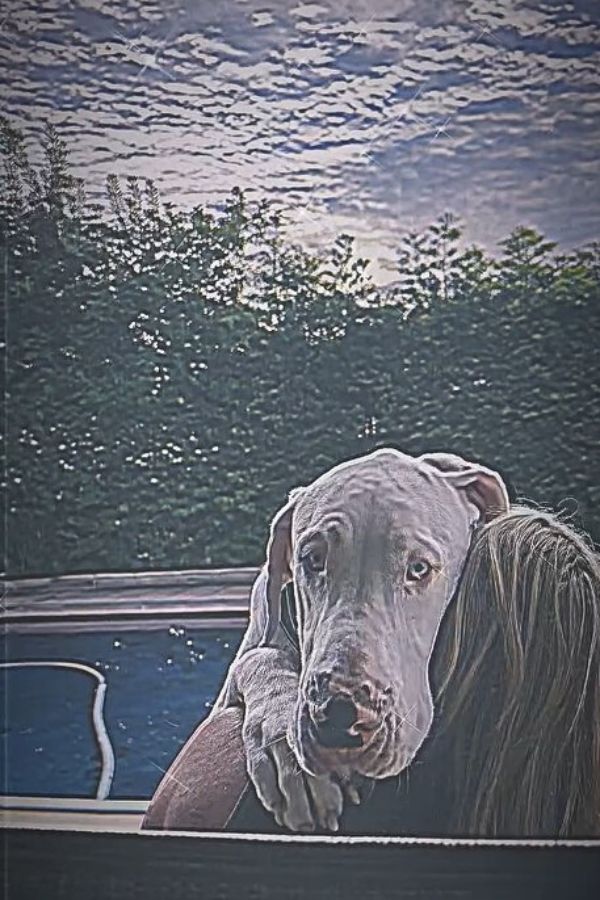 white great dane hugging a woman 