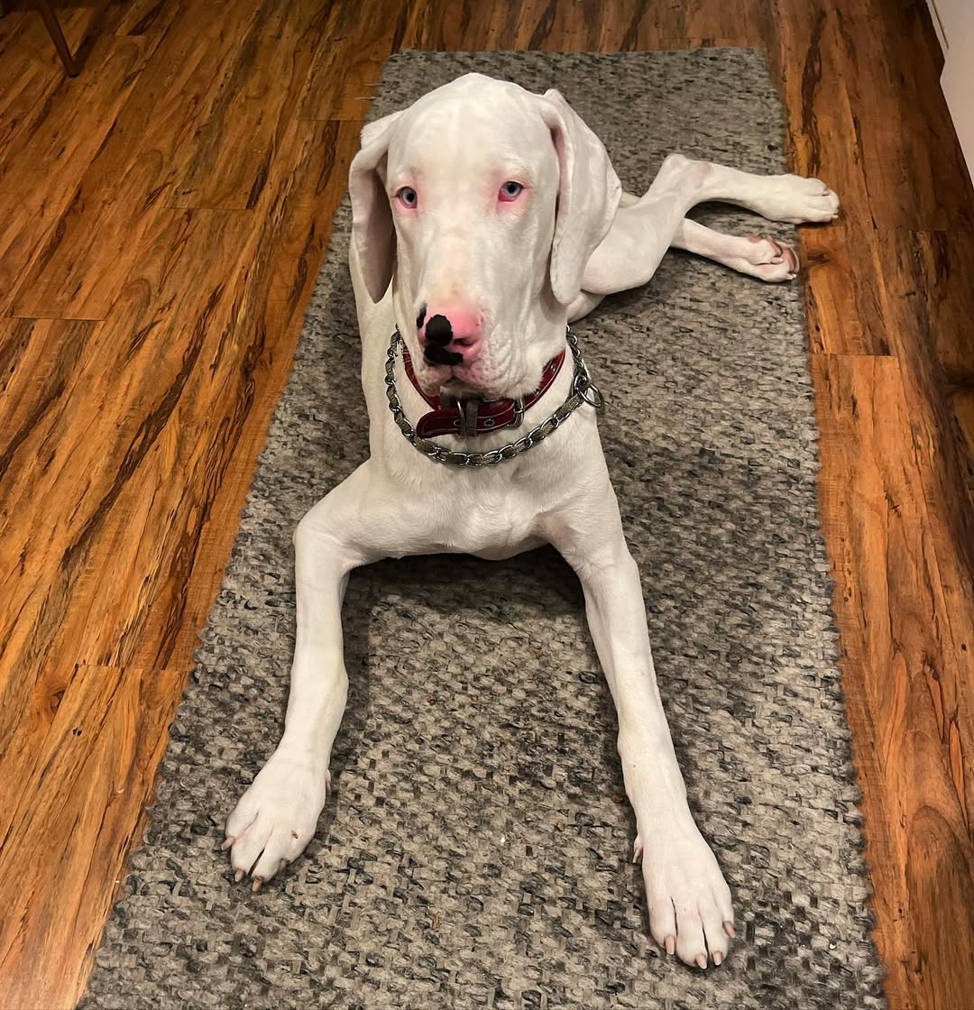 white great dane on the carpet 
