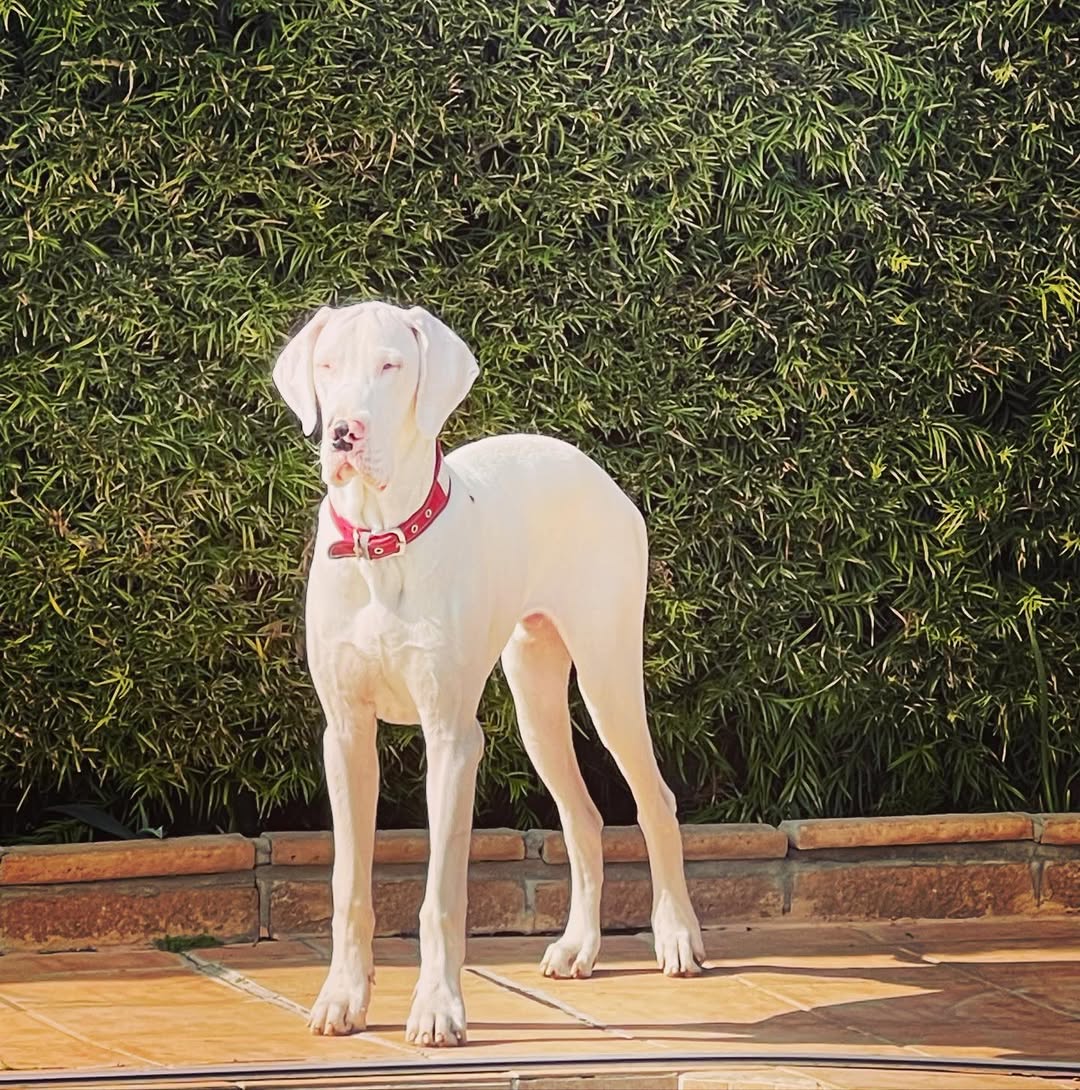 white great dane outside 