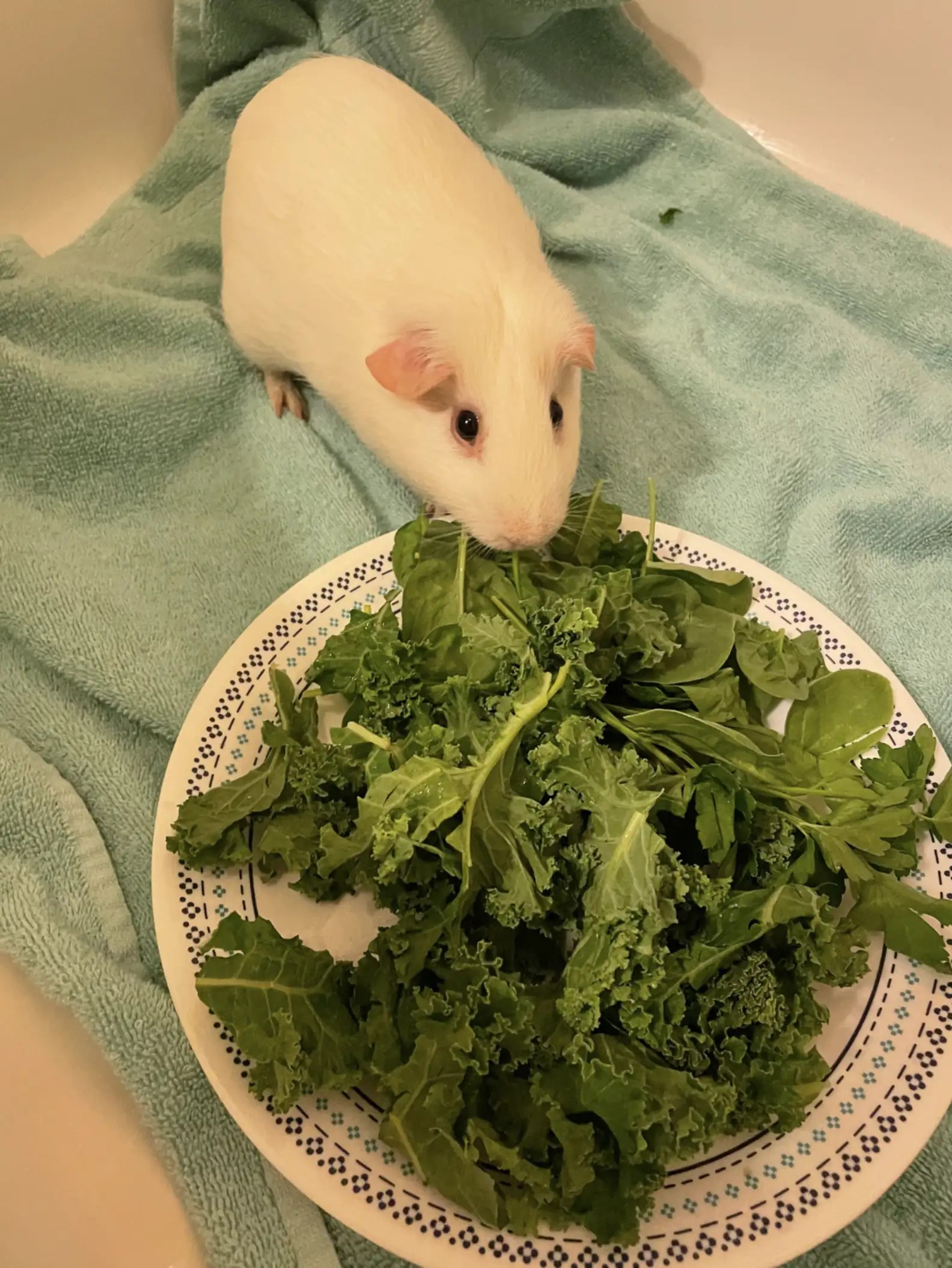 white guinea pig