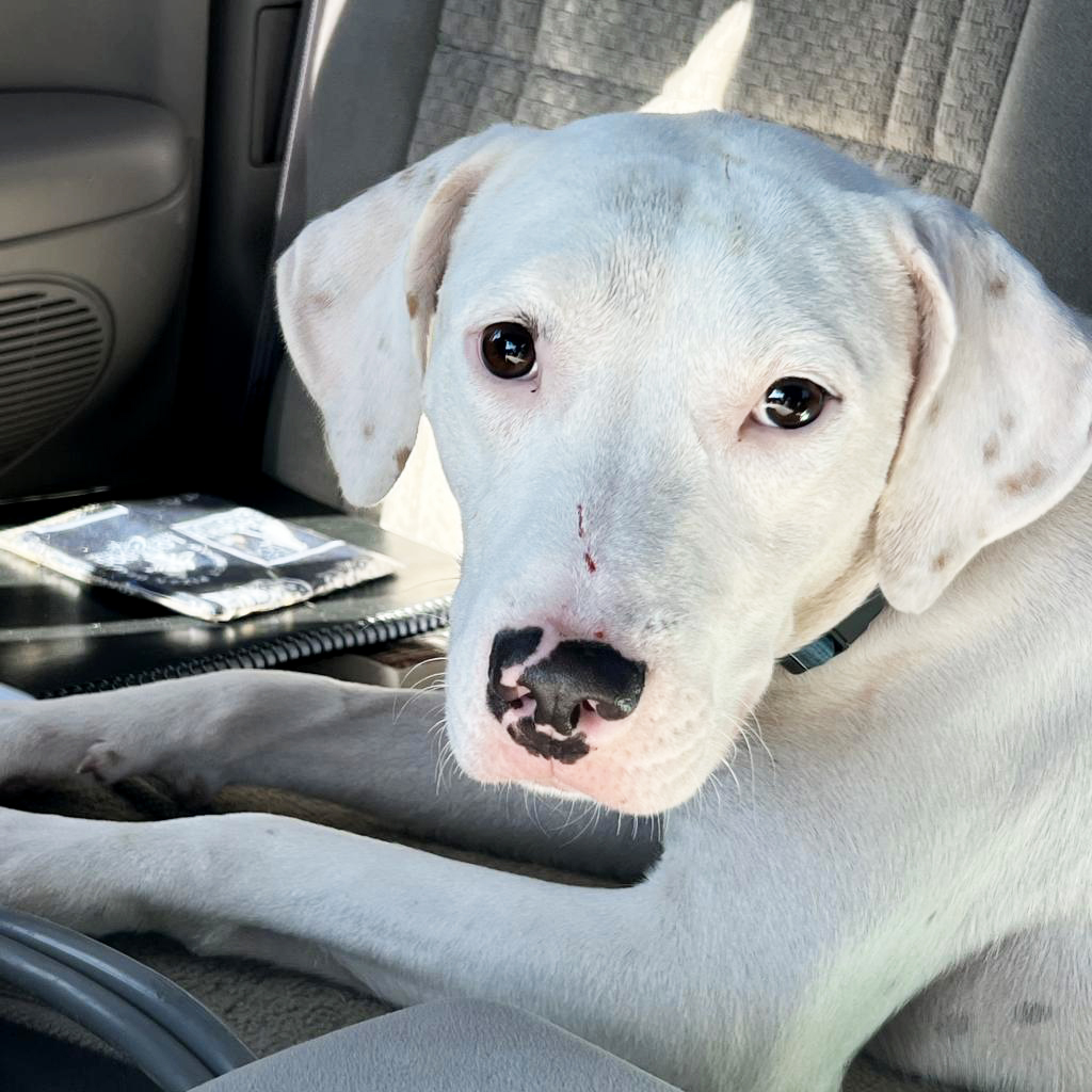 white mother dog in car