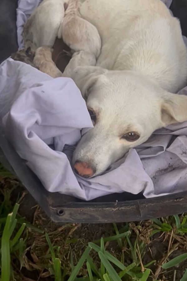 white mother dog
