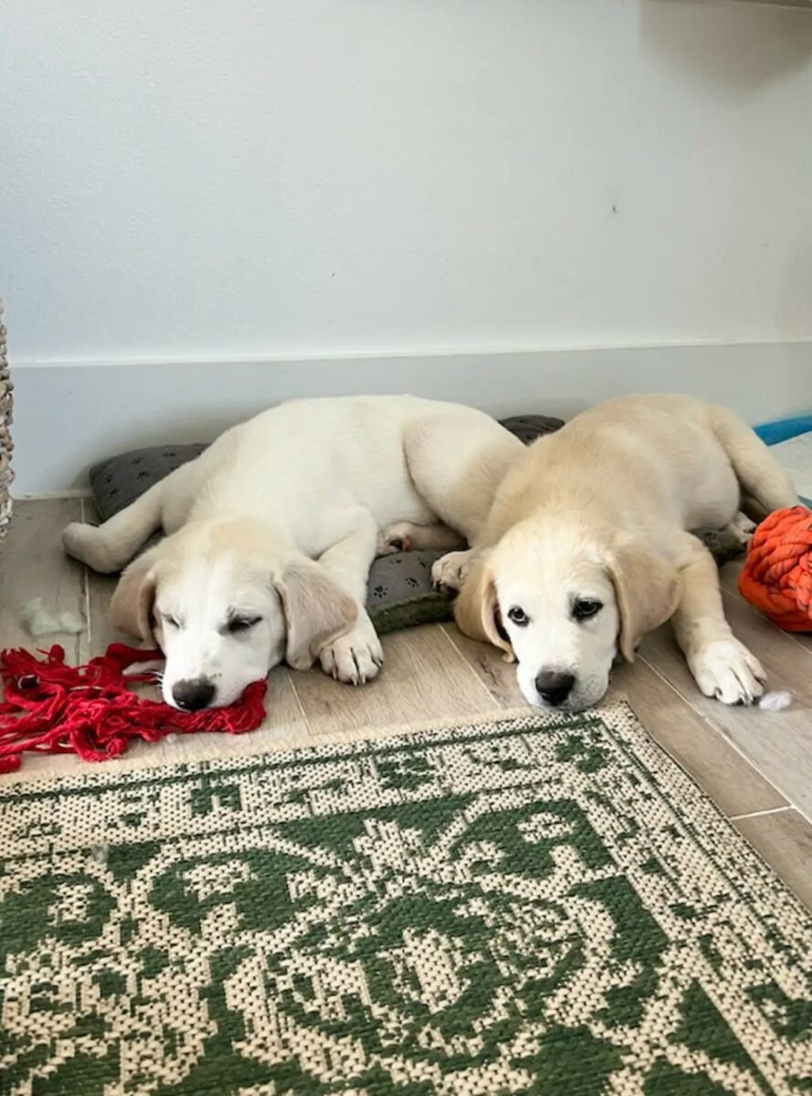 white puppies laying down