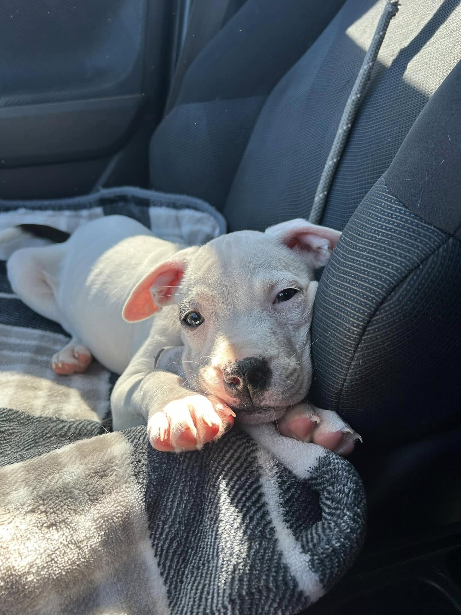 white puppy in car