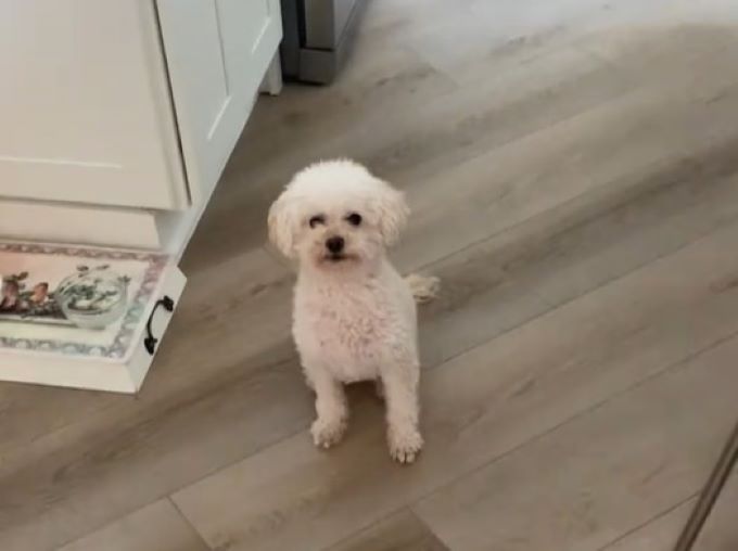 white puppy in the house