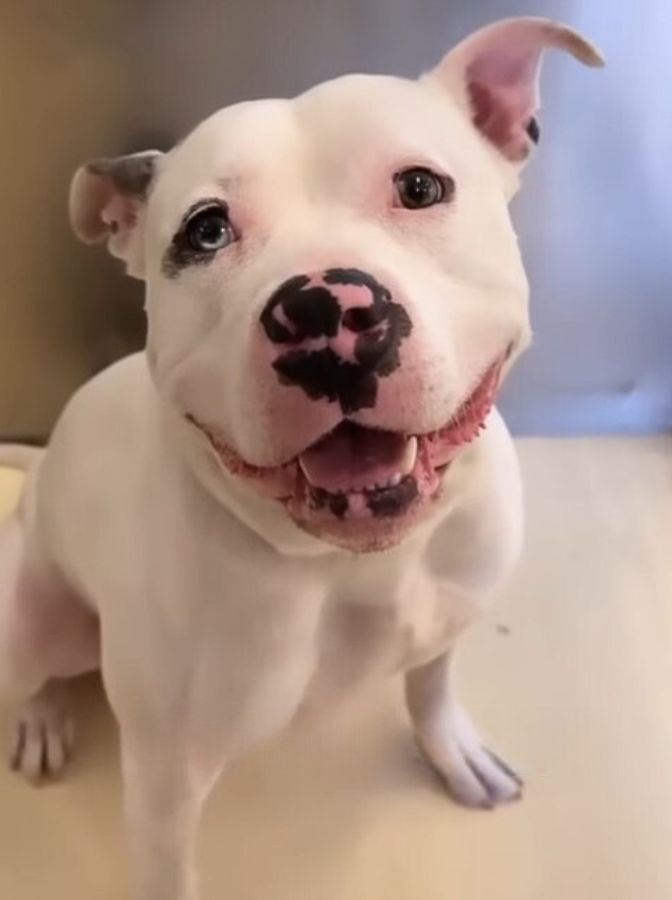wihte recue dog in shelter